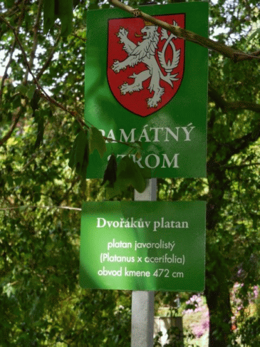 Foto Karlovy Vary: Inschrift zur Dvořk-Platane