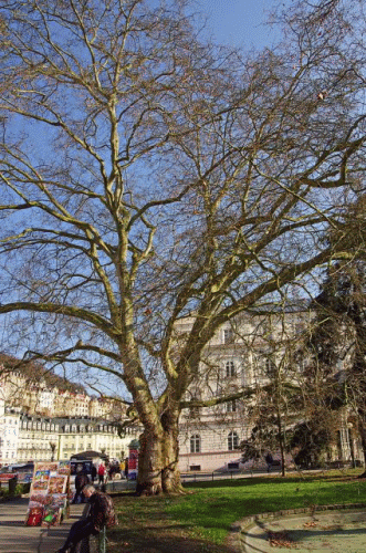 Foto Karlovy Vary: Dvořk-Platane