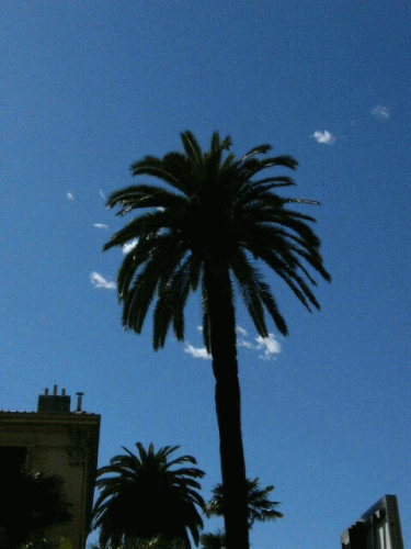 Photo Nice : Un des innombrables palmiers