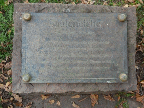 Foto Eberbach: Inschrift Suleneiche