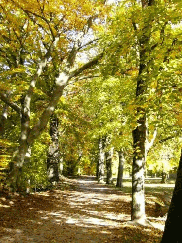 Foto: Grnwald Hochuferweg im Herbst
