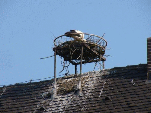 Foto Nittenau: Storch auf dem Haus des Gastes