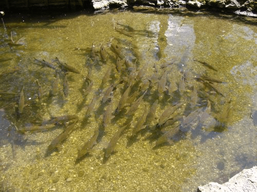 Foto Munique Würm: peixes-gato que gostam da água tépida e baixa