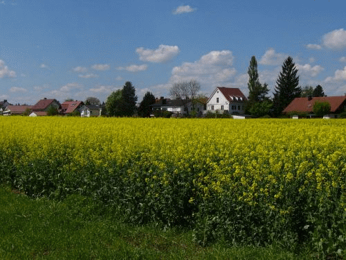 Foto Munique: campo de colza em flor